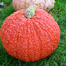 Load image into Gallery viewer, Specialty Autumn Harvest Mix Pumpkins
