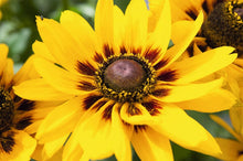 Load image into Gallery viewer, Black-Eyed Susan "Denver Daisy" Rudbeckia Hitra
