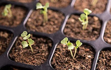 Load image into Gallery viewer, Seed Starting Greenhouse Kit

