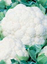 Load image into Gallery viewer, Cauliflower "Snow Crown"
