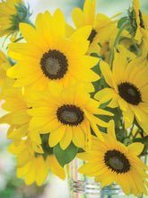 Load image into Gallery viewer, Sunflower "Sunfinity"  Patio Pot
