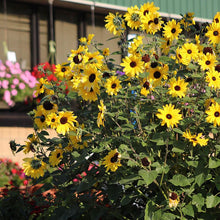 Load image into Gallery viewer, Sunflower "Sunfinity"  Patio Pot
