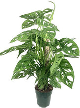 Load image into Gallery viewer, Philodendron 'Swiss Cheese'
