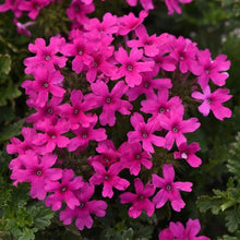 Load image into Gallery viewer, Verbena canadensis 'Homestead Hot Pink'
