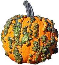 Load image into Gallery viewer, Specialty Autumn Harvest Mix Pumpkins
