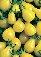 Load image into Gallery viewer, Tomato 'Yellow Pear'
